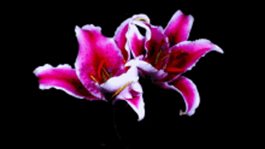 Blooming Lily 'stargazer' Flower GIF