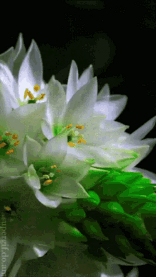 Blooming Ornithogalum Flower GIF