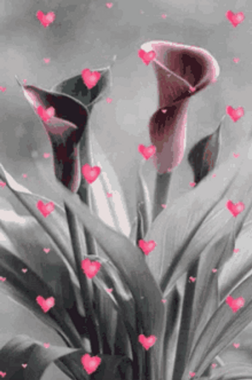 Blooming Pink Calla Lily Flower With Floating Hearts GIF