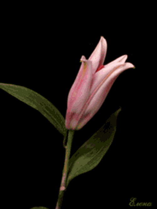 Blooming Pink Tiger Lily Flower GIF