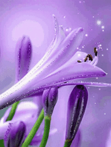Blooming Purple Lily Flores GIF