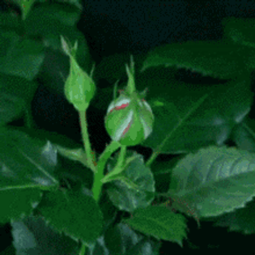 Blooming Red Rose Flower GIF