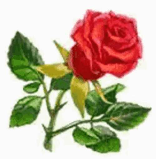 Blooming Red Rose Flower Artwork GIF