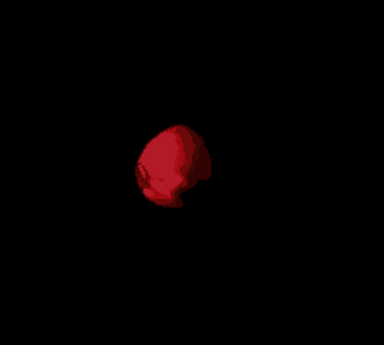 Blooming Red Rose Flower In The Dark GIF
