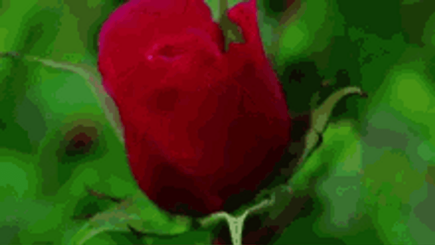 Blooming Rose Flower GIF