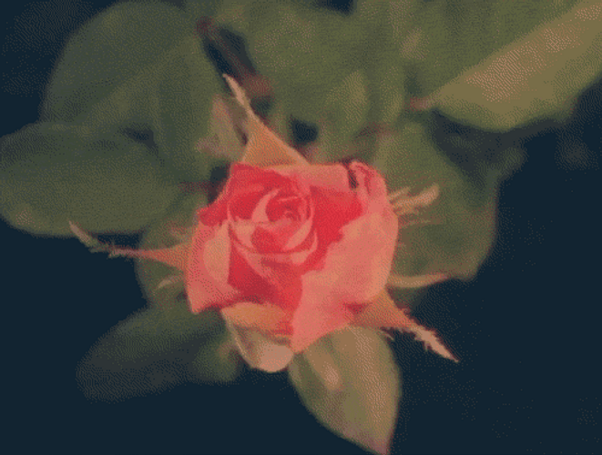 Blooming Rose Garden Flower GIF