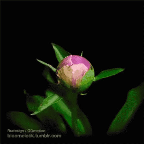 Blooming Tumblr Flower GIF