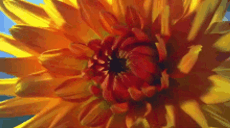 Blooming Yellow Dahlia Flower GIF