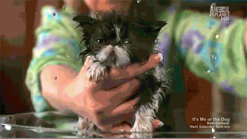 Blowing Wet Puppy Dog GIF