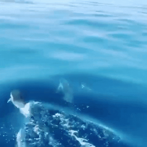 Blue Aesthetic Dolphin In The Waters GIF
