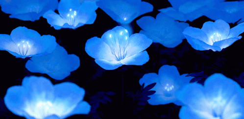 Blue Aesthetic Glowing Flowers GIF
