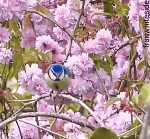 Blue And White Bird On Branch With Pink Flowers GIF