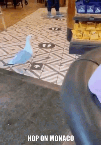 Blue and White Bird Saying Hop on Monaco