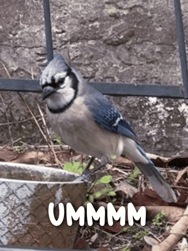 Blue and White Bird Standing Next to Ummm