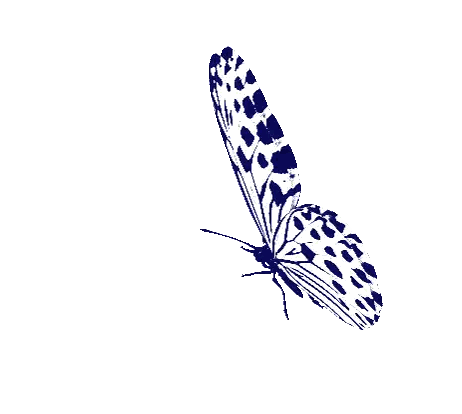 Blue and White Butterfly Flying