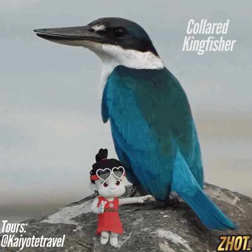 Blue And White Collared Kingfisher GIF