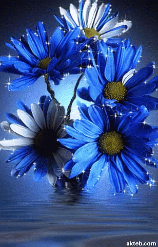 Blue And White Flowers With Akteb.com GIF