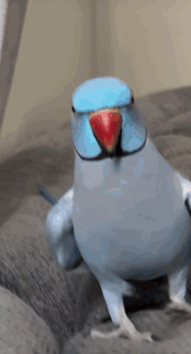 Blue and White Parrot With Red Beak