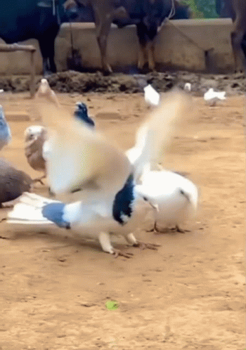 Blue and White Pigeon Wings Outstretched
