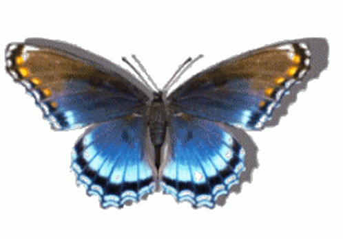 Blue And Yellow Butterfly Sticker GIF