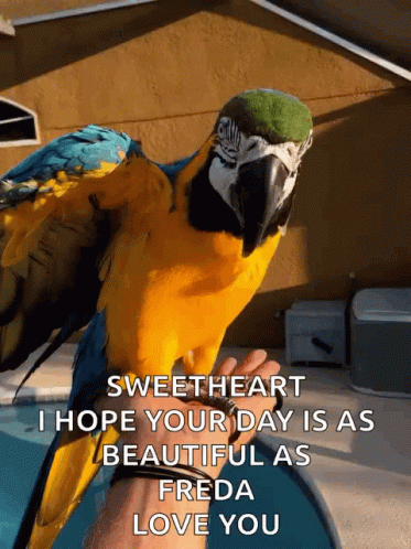 Blue And Yellow Parrot On Hand Saying Sweetheart GIF