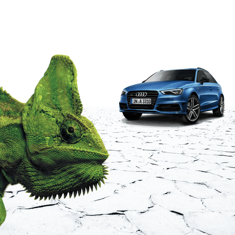 Blue Audi And An Iguana GIF