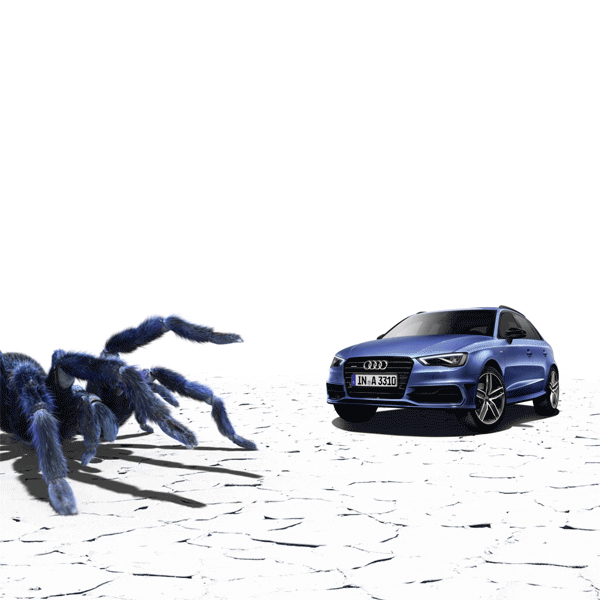 Blue Audi And Tarantula GIF
