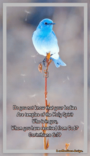 Blue Bird On Branch With Corinthians 6 Quote GIF