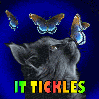 Blue Butterflies Cat Tickling GIF