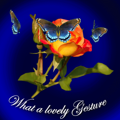 Blue Butterflies Orange Rose GIF