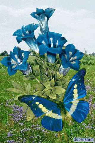 Blue Butterfly Blue Flower GIF