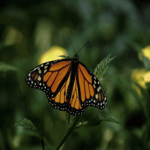 Blue Butterfly Changing Color GIF