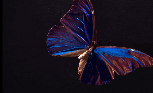 Blue Butterfly Digital Studios GIF