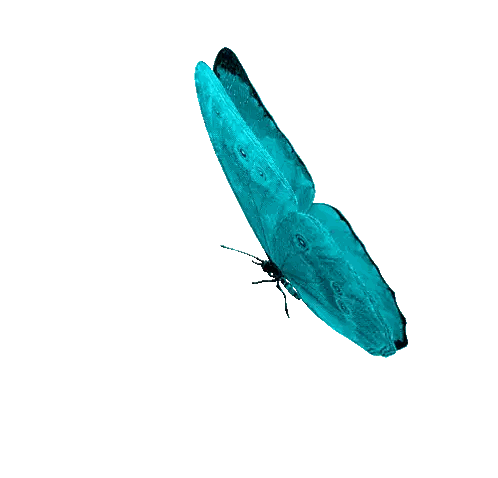 Blue Butterfly Flying