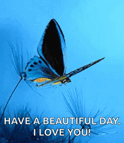 Blue Butterfly Flying Have Beautiful Day I Love You