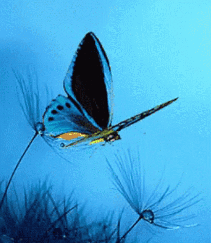 Blue Butterfly Flying Over Plant Saying Have a Beautiful Day I Love You