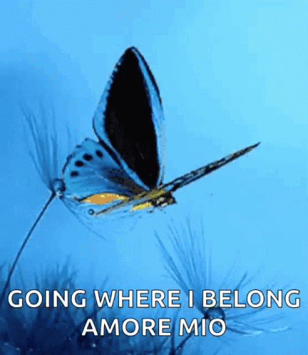 Blue Butterfly Flying GIF
