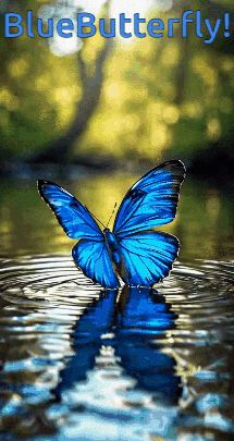 Blue Butterfly in Water Saying Blue Butterfly