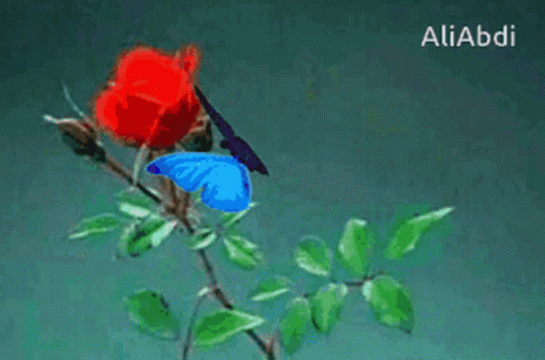 Blue Butterfly On Red Rose GIF