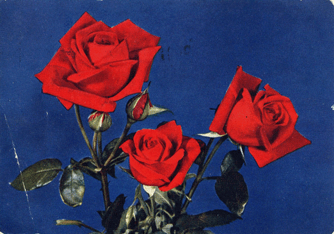 Blue Butterfly Red Roses GIF