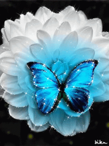 Blue Butterfly White Flower GIF