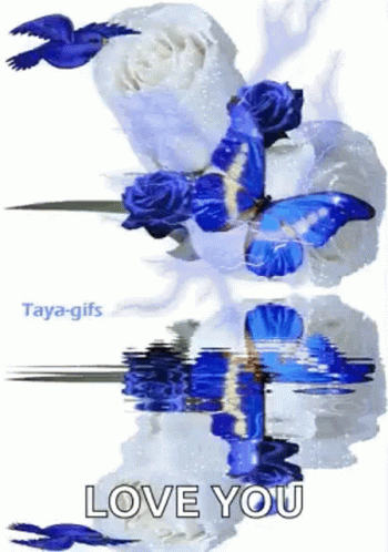 Blue Butterfly White Roses GIF