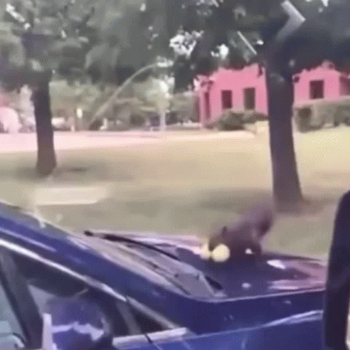 Blue Car With Squirrel on Hood