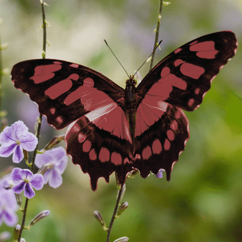 Blue Changing Color Malachite Butterfly GIF