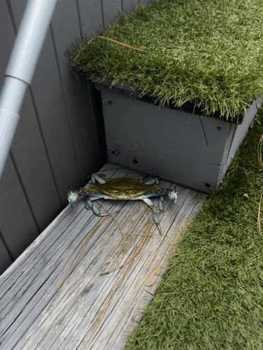 Blue Crab Crawling on Wooden Deck Near Planter