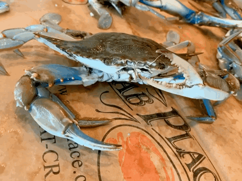 Blue Crab on 'Crab Place' Paper