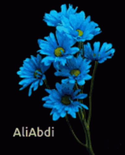 Blue Daisies with Aliabdi Name