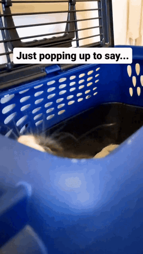 Blue Dog Carrier Saying Just Popping Up To Say GIF