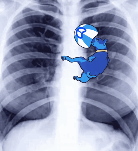 Blue Dog Holding Letter T Ball in Chest X-Ray