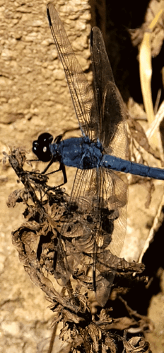 Blue Dragonfly Perched On Wood GIF